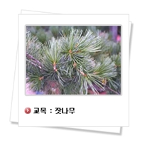 교목.jpg